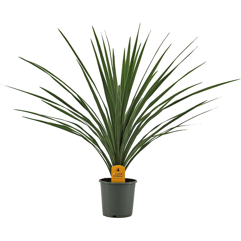 Cordyline palme P17, grønn