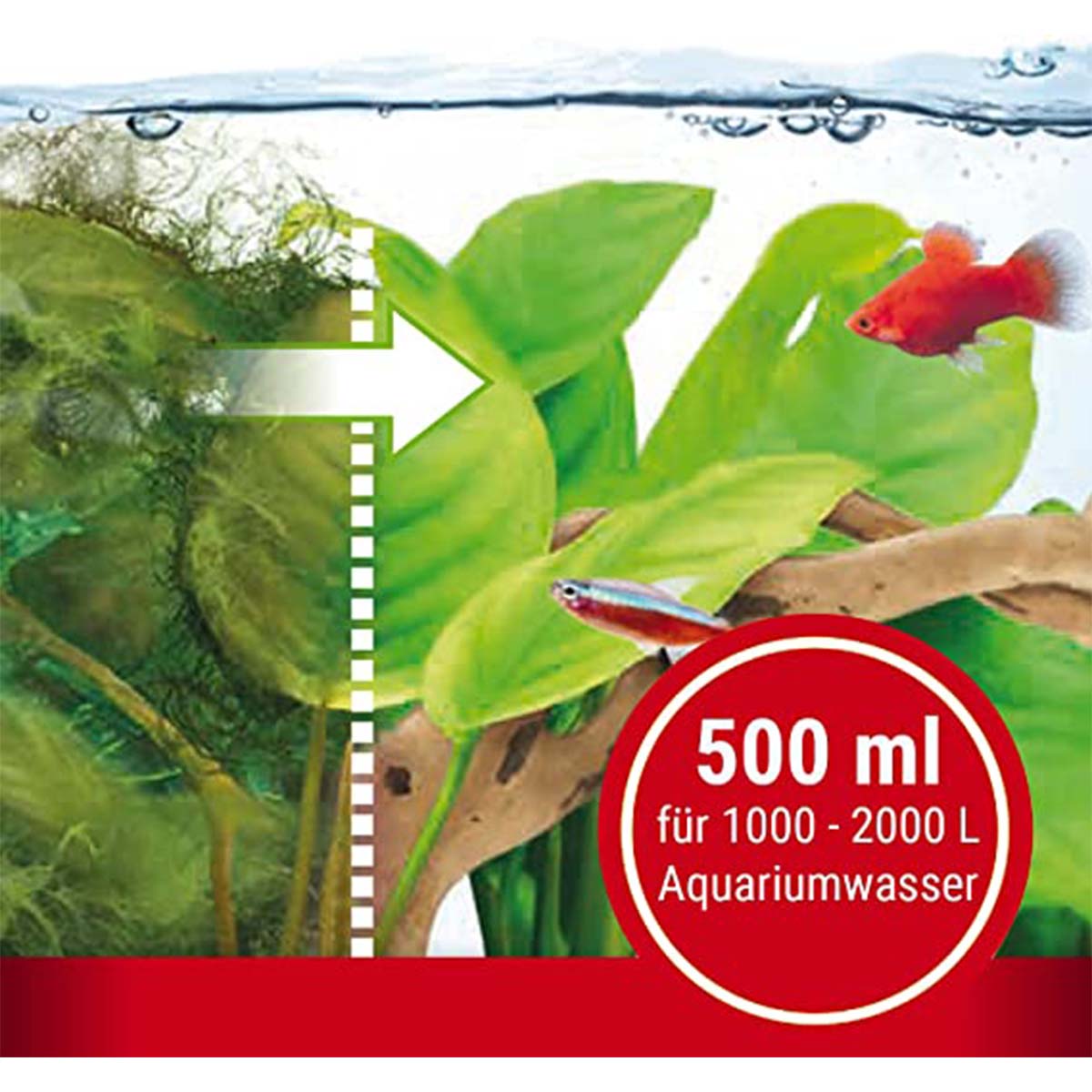 Tetra AlguMin Algenbekämpfung günstig kaufen