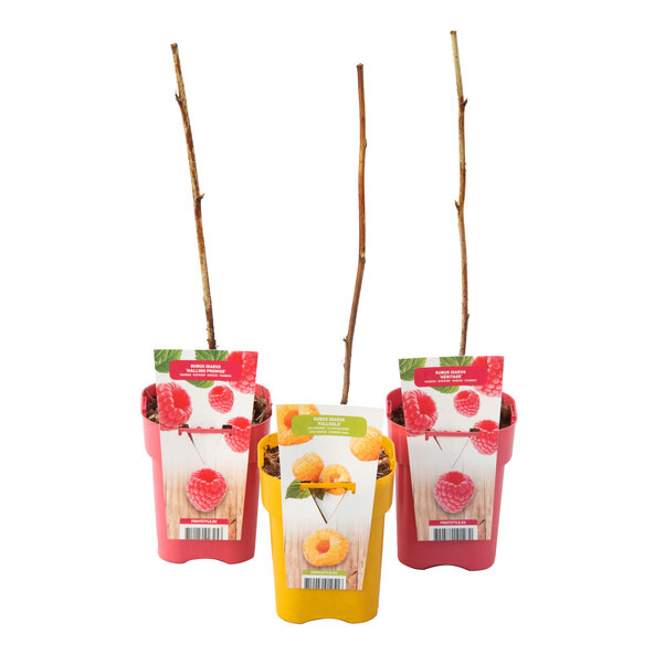 Himbeerpflanzen „Symphonie“, 3er-Set