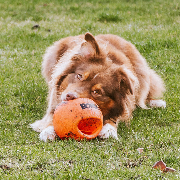 Hunde-Spielball Bomber Durafoam