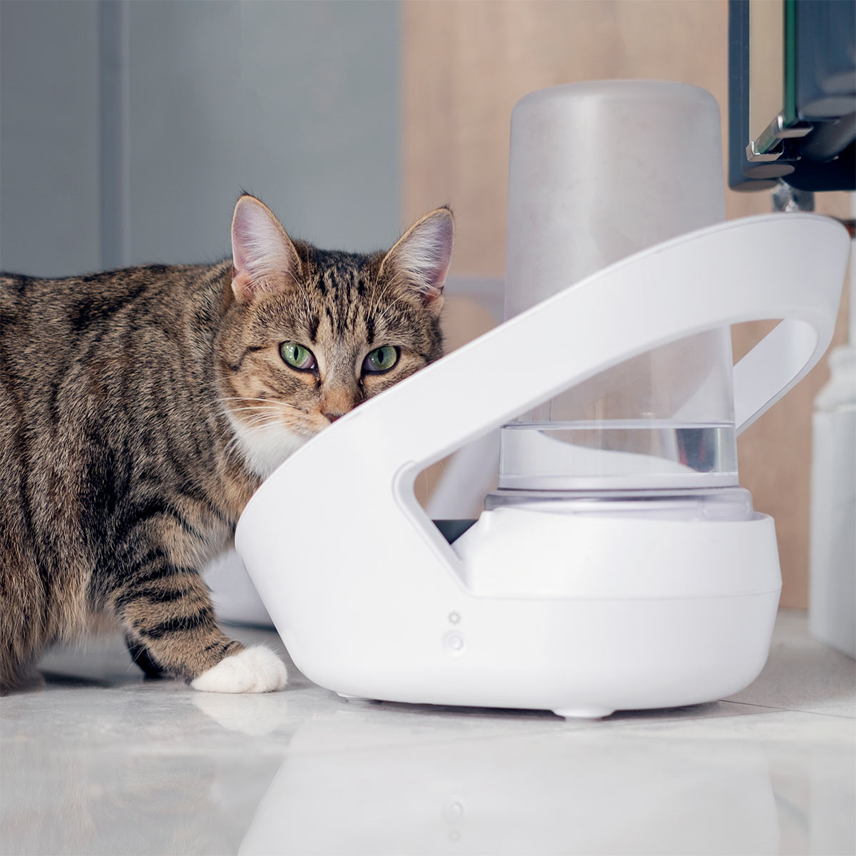 Sure Petcare Felaqua Connect-Wasserspender kaufen
