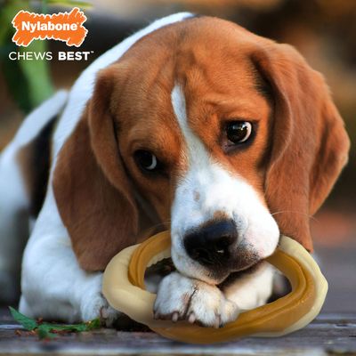 Nylabone Rohhautknochen & Ochsenziemer Kombi