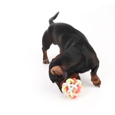TIAKI Hundespielzeug TPR Regenbogenball