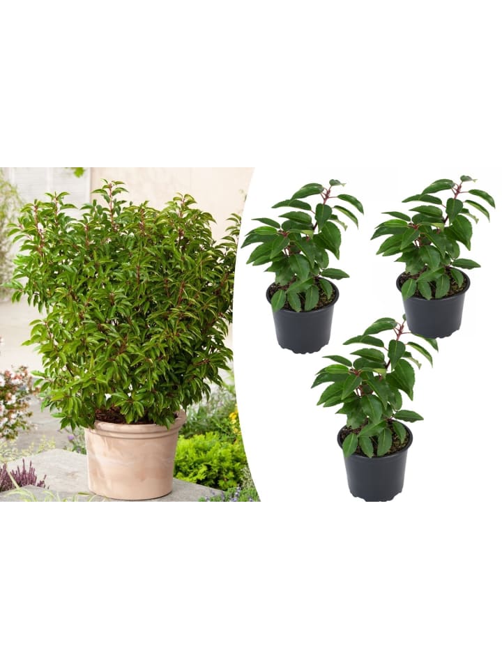 OH2 3er-Set Prunus lusitanica 'Angustifolia in Grün günstig kaufen onesize