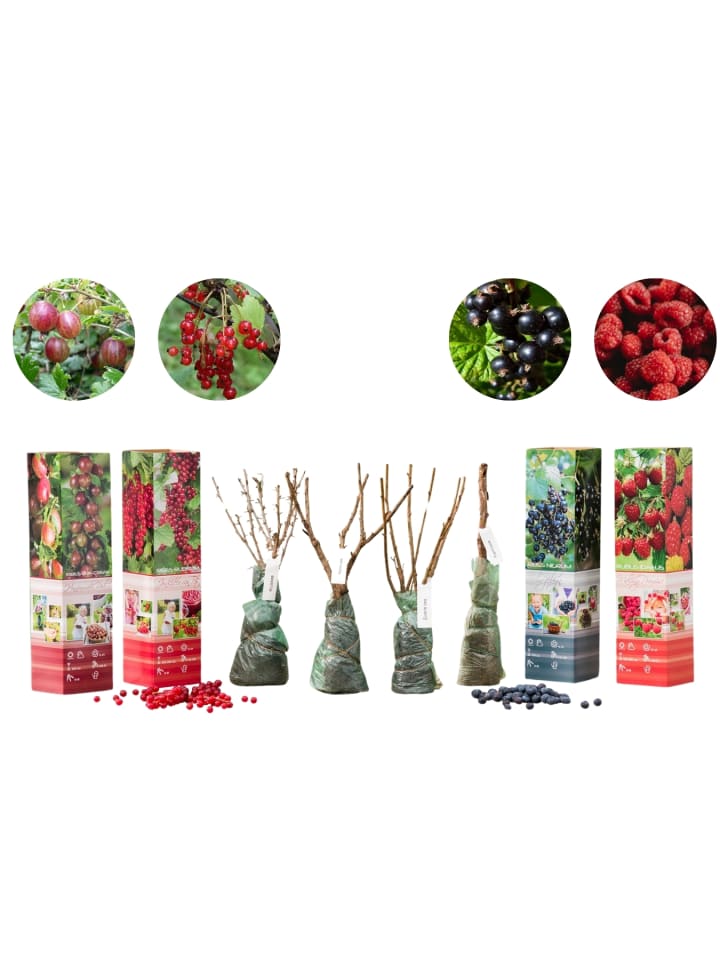 OH2 4er-Set: Obstpflanzen in Bunt günstig kaufen onesize