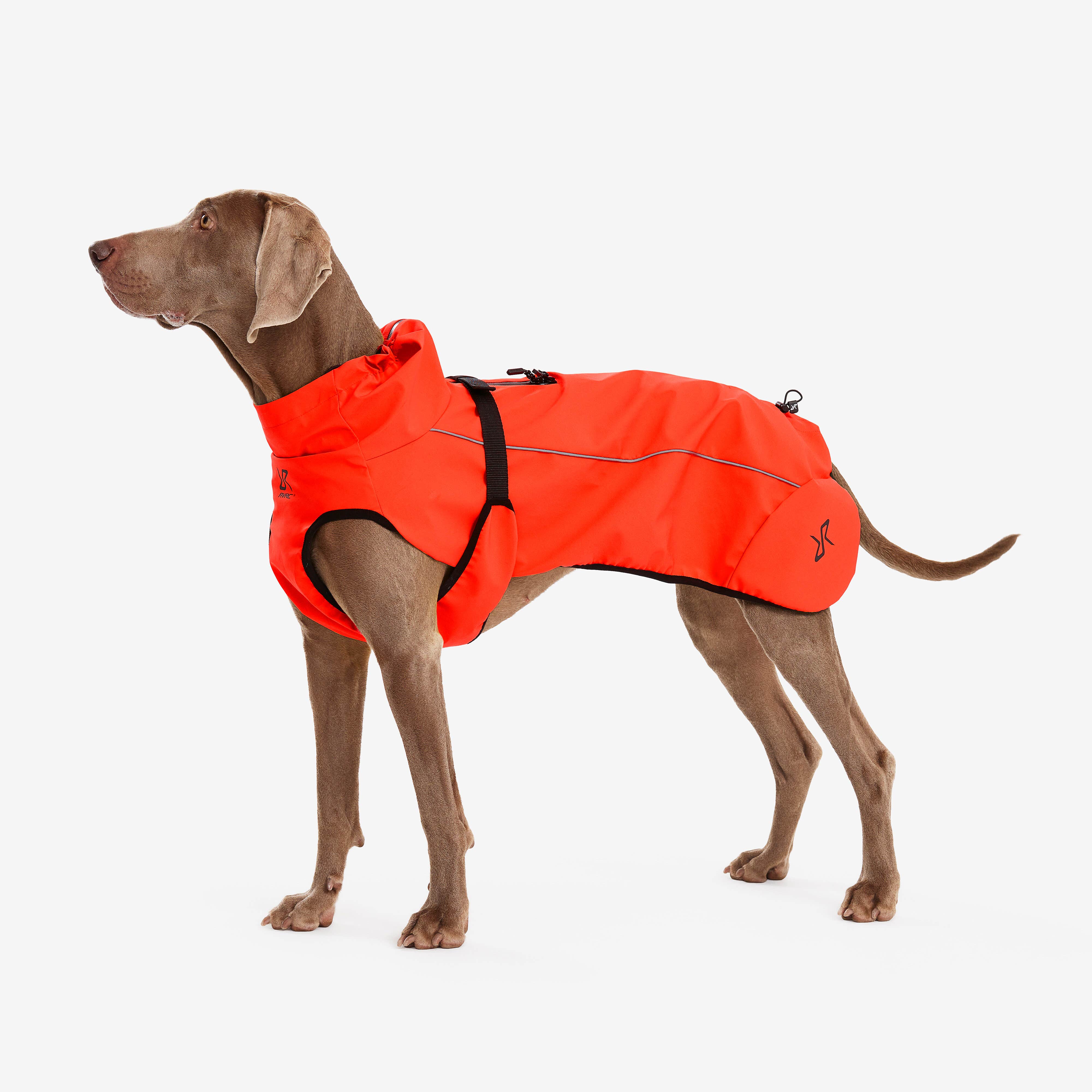 Cyclone Dog Jacket Chien Pureed Pumpkin
