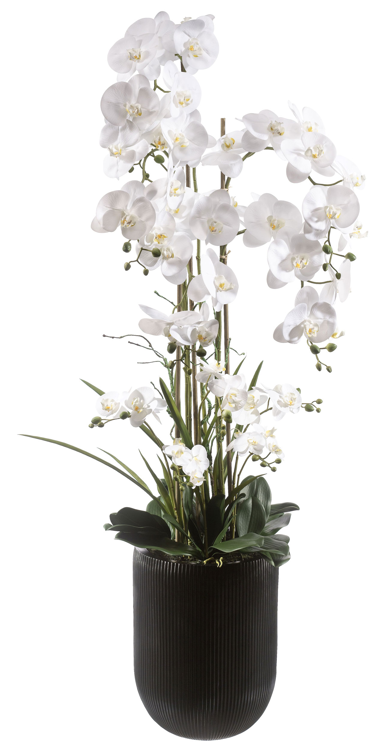 casa NOVAOrchidee 150cm