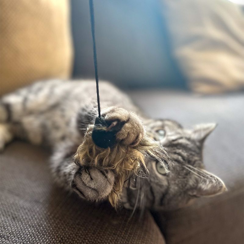 Aumüller Katzenangel Woozle mit Wuschel-Frettchen