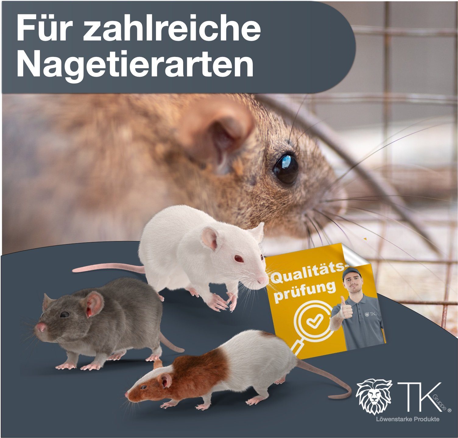 TK Gruppe Lebendfalle 3X Set Tierfreundlich Mäusefallen, lebend - Mausefalle aus Holz