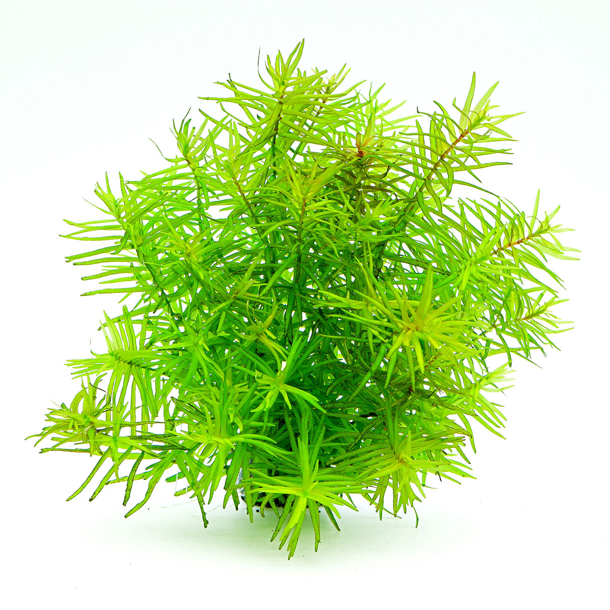 Dennerle Plants Didiplis diandra In-Vitro kaufen