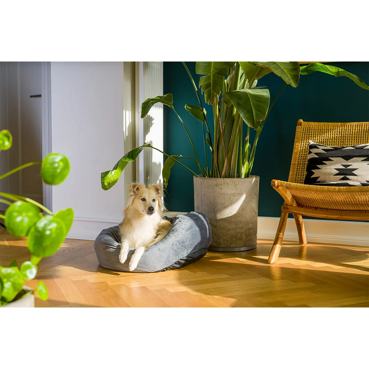 ZooRoyal Kuschelbett Comfy günstig kaufen
