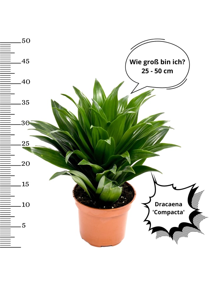 OH2 4er-Set: Zimmerpflanzen in Grün günstig kaufen onesize