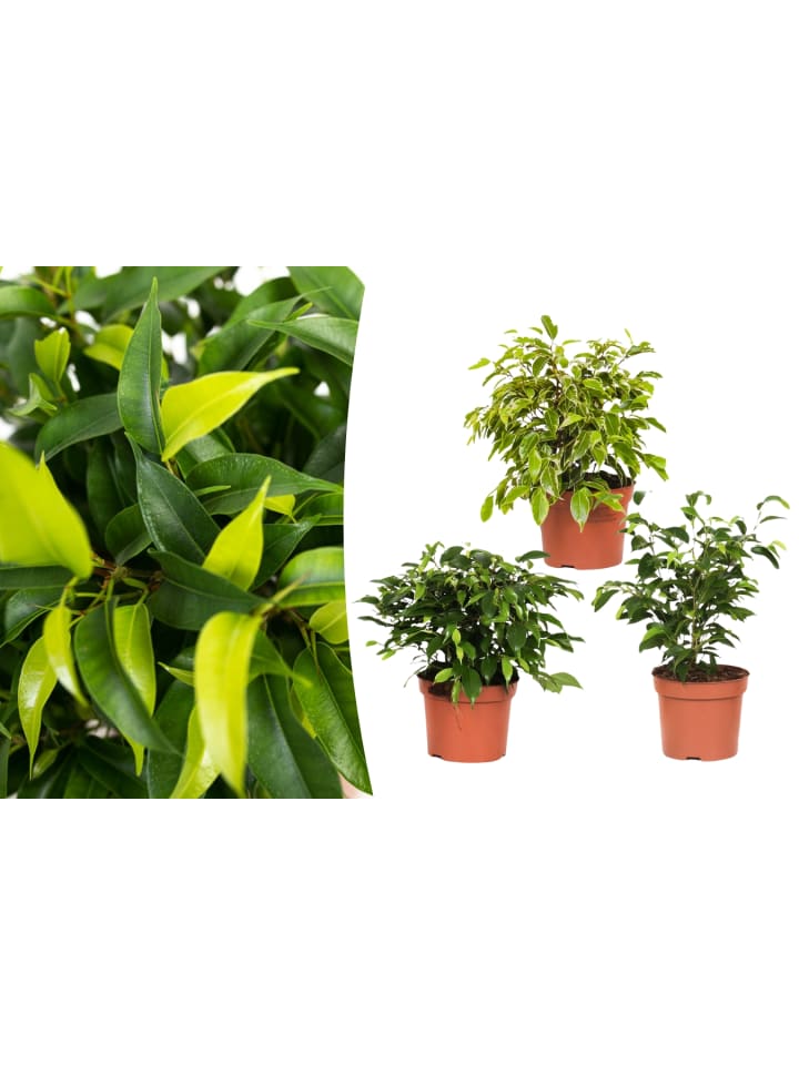 OH2 3er-Set: Feigen Ficus Weeping in Grün günstig kaufen onesize