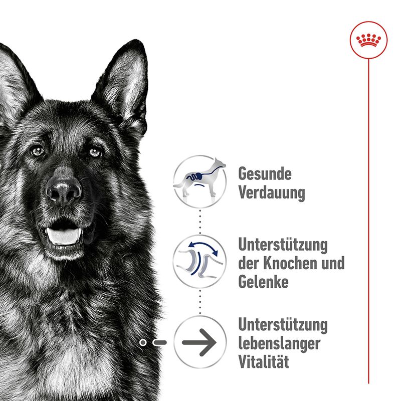 Royal Canin Maxi Ageing 8+