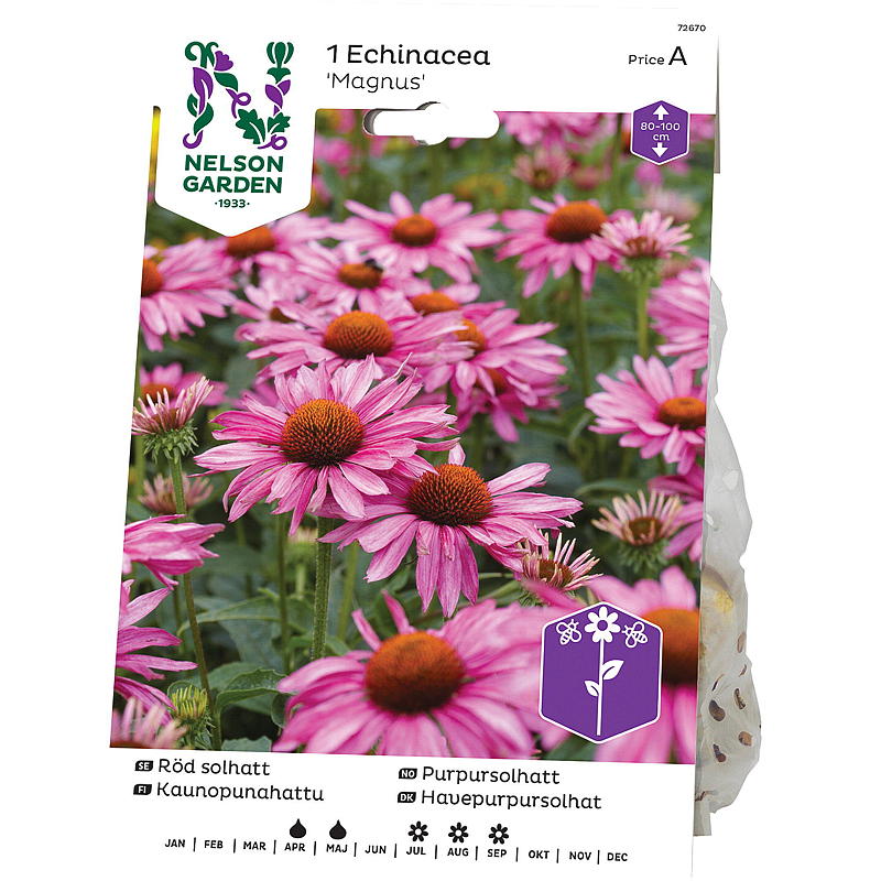 Nelson garden Purpursolhatt Echinacea purpurea, rosa