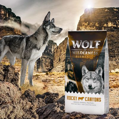 Wolf of Wilderness 