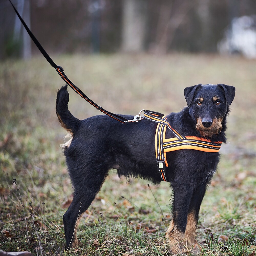 Heim Hundegeschirr Signal