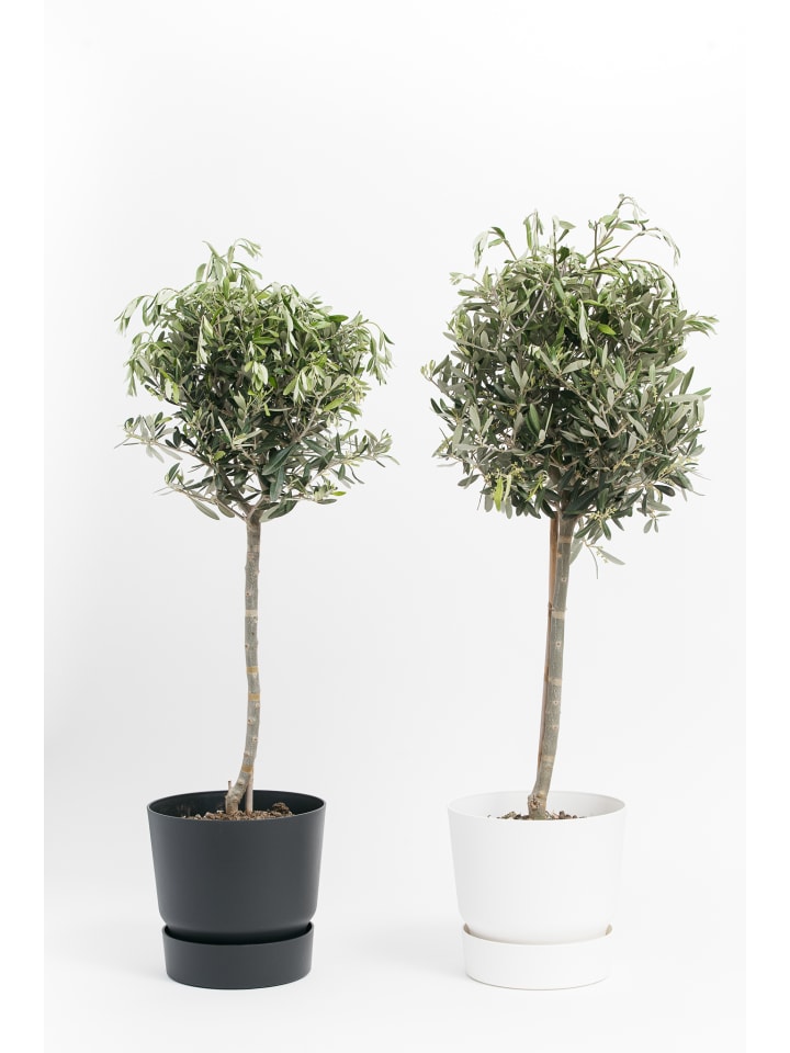 OH2 8er-Set Planzen Oliven in Grün günstig kaufen onesize