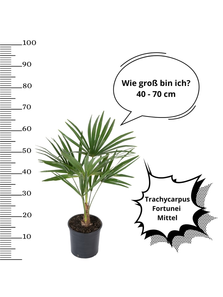OH2 4er-Set: Palmenmischung in Grün günstig kaufen onesize