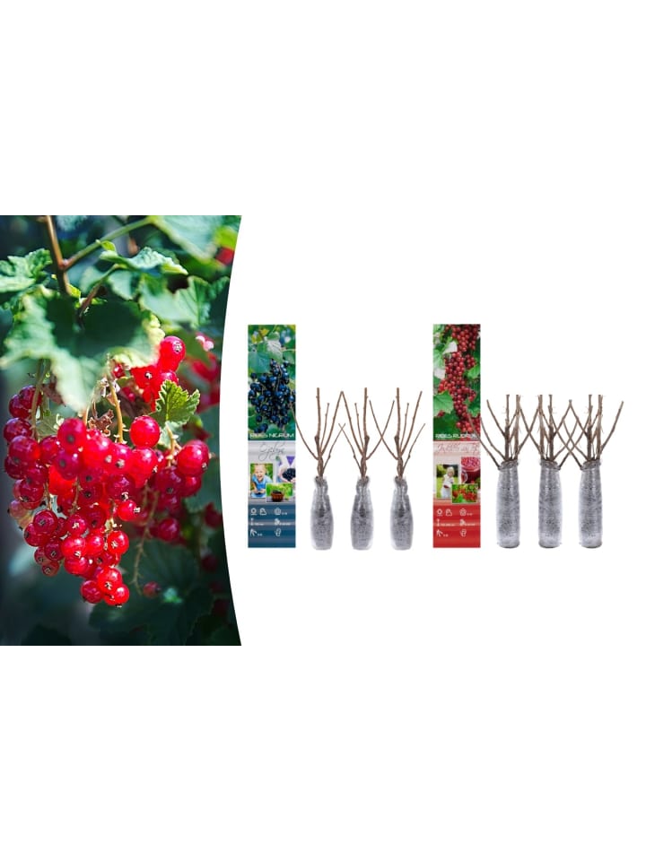 OH2 6er- Beeren in Bunt günstig kaufen onesize