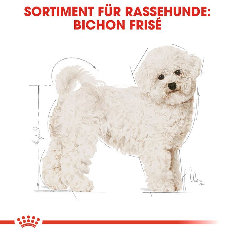 Royal Canin Bichon Frise Adult zu TOP-Preisen