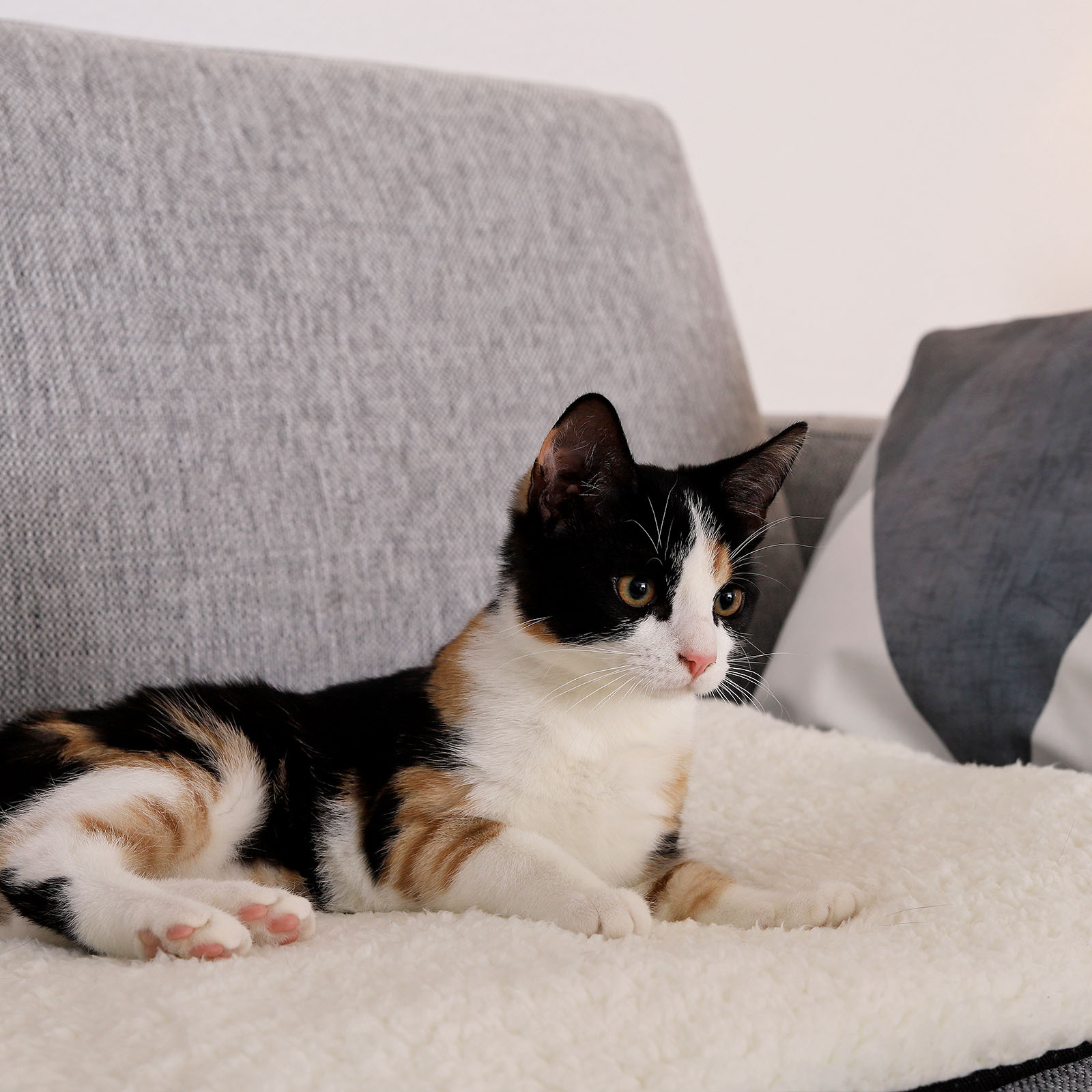 Lionto Hundedecken Lionto Selbstheizende Wärmematte für Haustiere