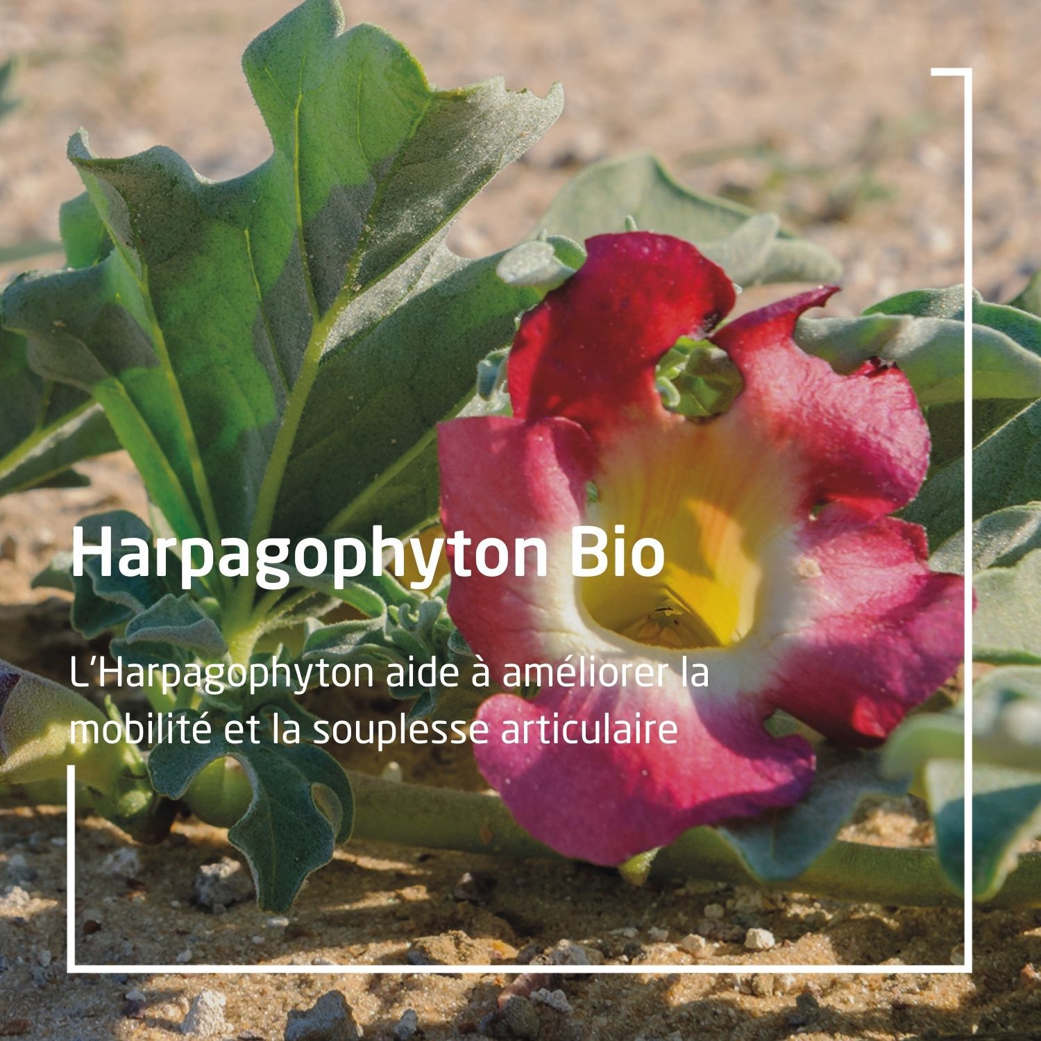 Weleda EPB® Harpagophyton Bio Articulation - Complément Alimentaire Naturel - 60 ml