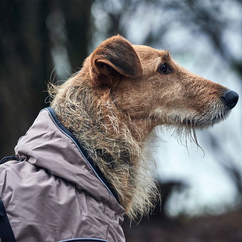HUNTER Hundemantel Uppsala zu TOP-Preisen