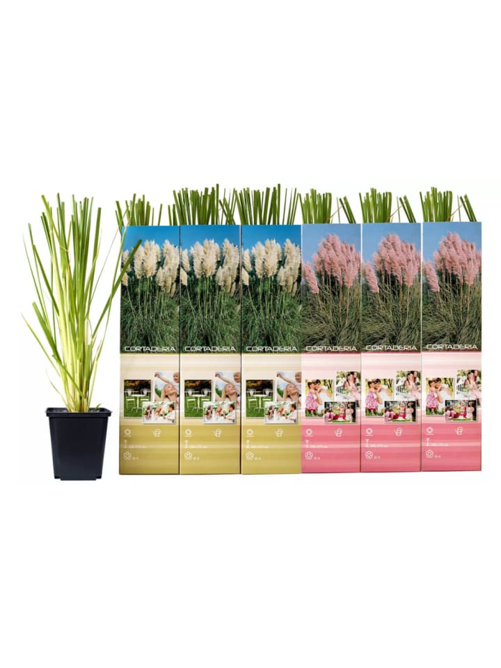 OH2 6er-Set: Pampasgras in Bunt günstig kaufen onesize