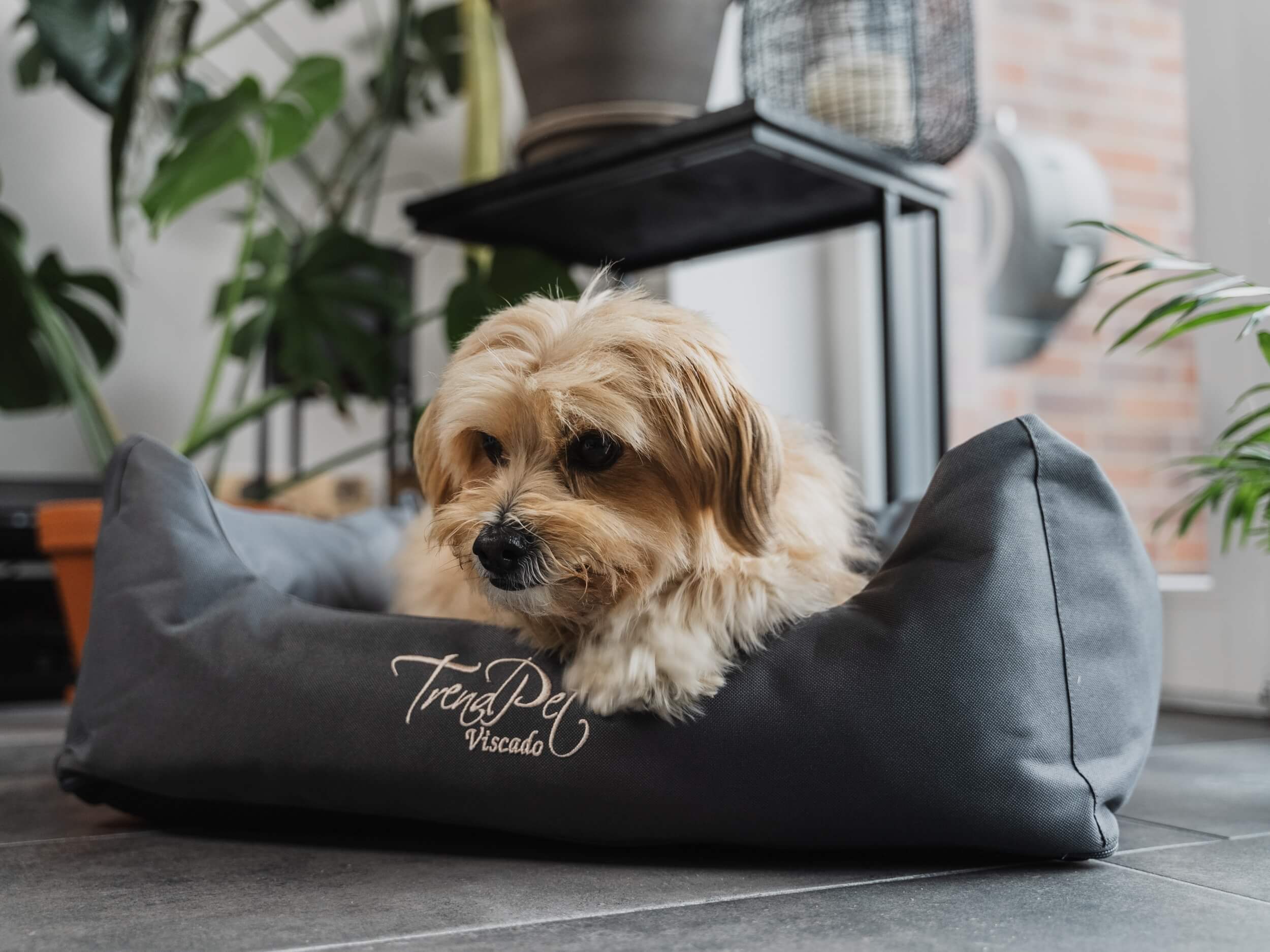 TrendPet Hundebetten TrendPet Viscado orthopädisches Hundebett grau XL