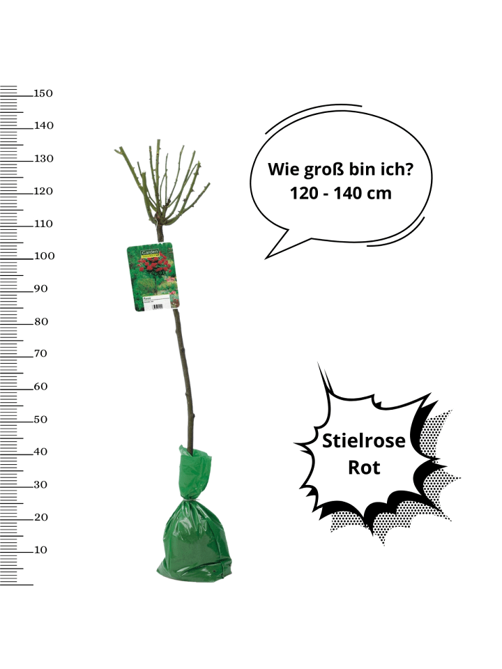 OH2 3er-Set: XXL Großblütige Stielrosen in Rot günstig kaufen onesize