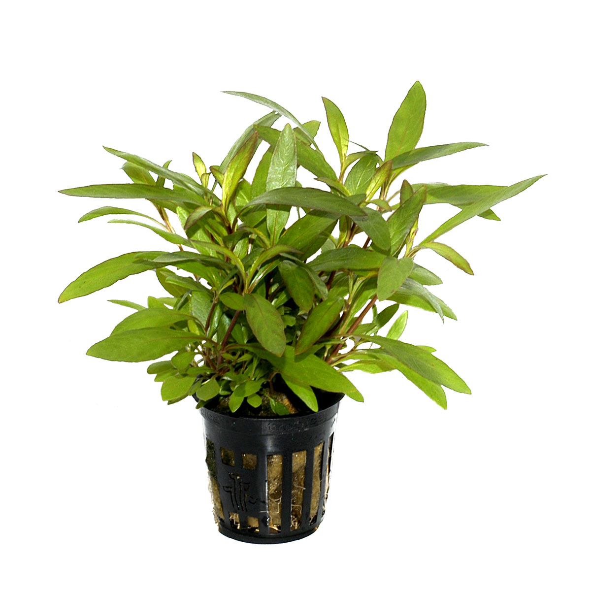 Tropica Aquariumpflanze Hygrophila corymbosa 'Siamensis 53B'