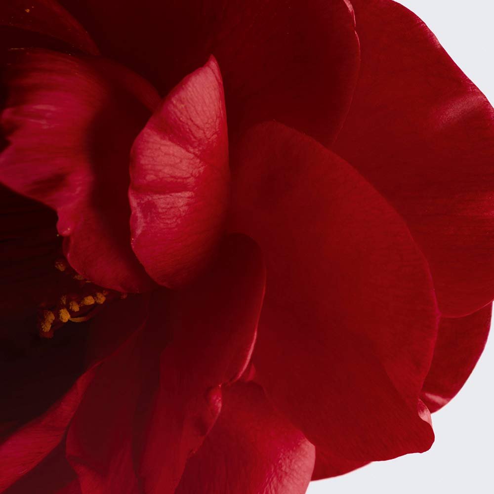 CHANEL N°1 DE CHANEL REVITALISIERENDES SERUM WIRKT VORBEUGEND UND KORRIGIEREND AUF DIE 5 SICHTBAREN ZEICHEN DER HAUTALTERUNG