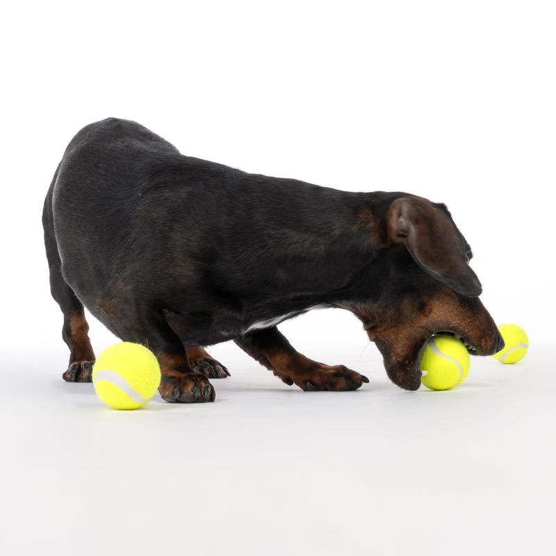 Nomad Tales Tennisball-Set zu TOP-Preisen