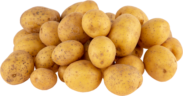 Speisekartoffeln mehlig kochend
