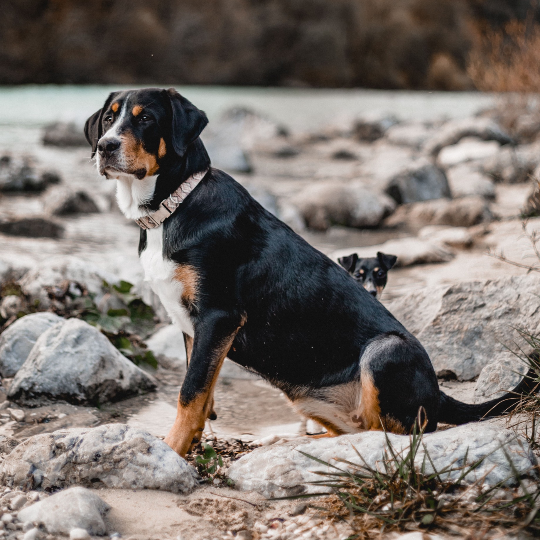 THE DOG IDEA Hundehalsbänder THE DOG IDEA Boho-Chic Halsband Nude L