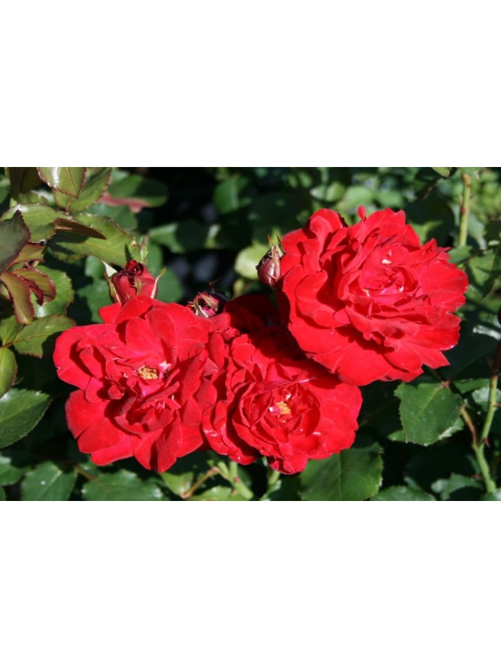 OH2 3er-Set Polyantha-Rosen in Rot günstig kaufen onesize