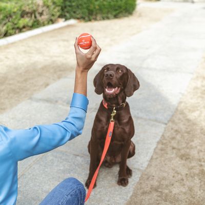 Nomad Tales Bloom Tennisball-Set