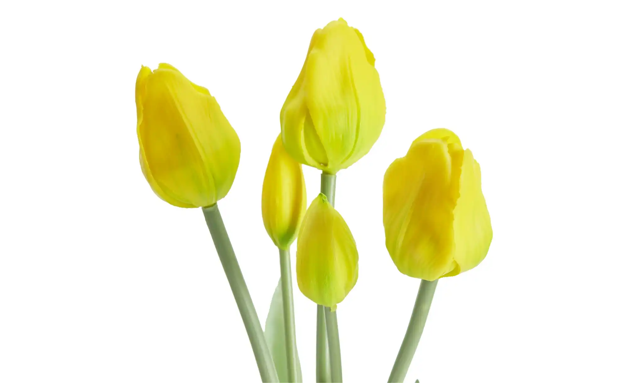 Französischer Tulpenbund