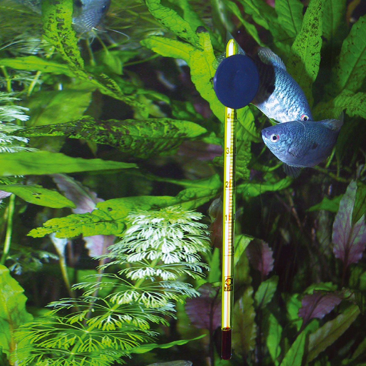 JBL Aquarien-Thermometer Premium günstig kaufen