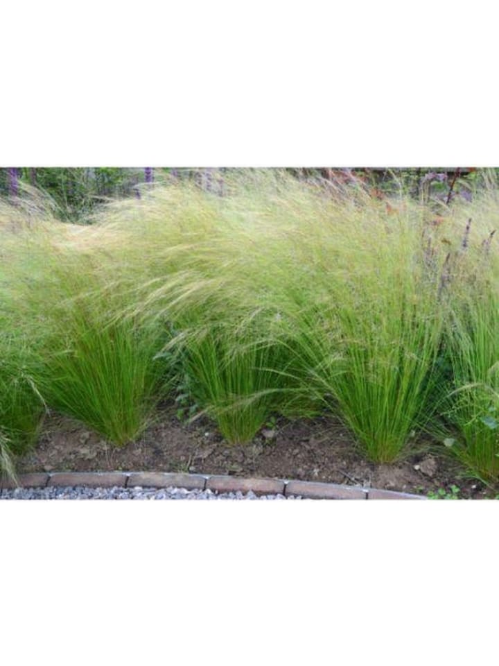 OH2 8er Set: Stipa-Pferdeschwanzgras günstig kaufen onesize