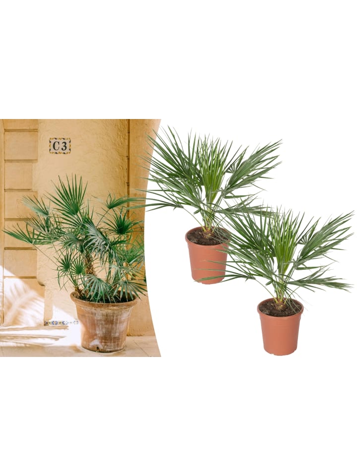 OH2 2er-Set: Chamaerops humilis Groß in Grün günstig kaufen onesize