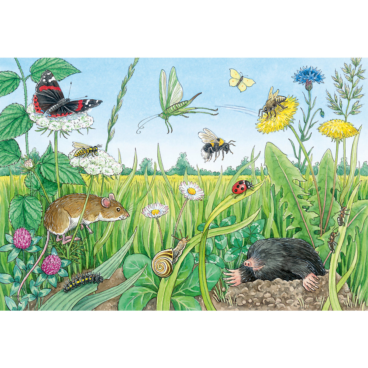 Ravensburger Kinderpuzzle - 05673 Tiere im Wald und auf der Wiese - 2x12 Teile + Wissensposter, Wieso Weshalb Warum Puzzle für Kinder ab 3 Jahren