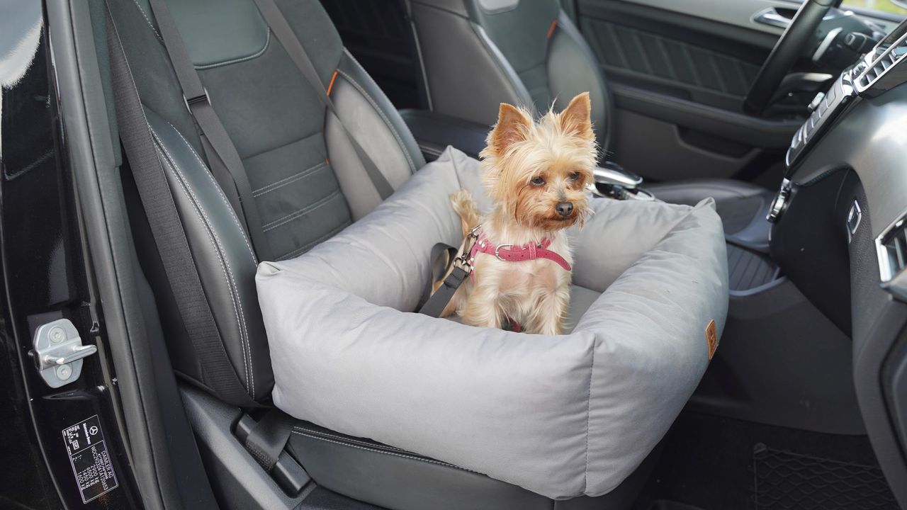 Animood Hundeautositz Julian grau S