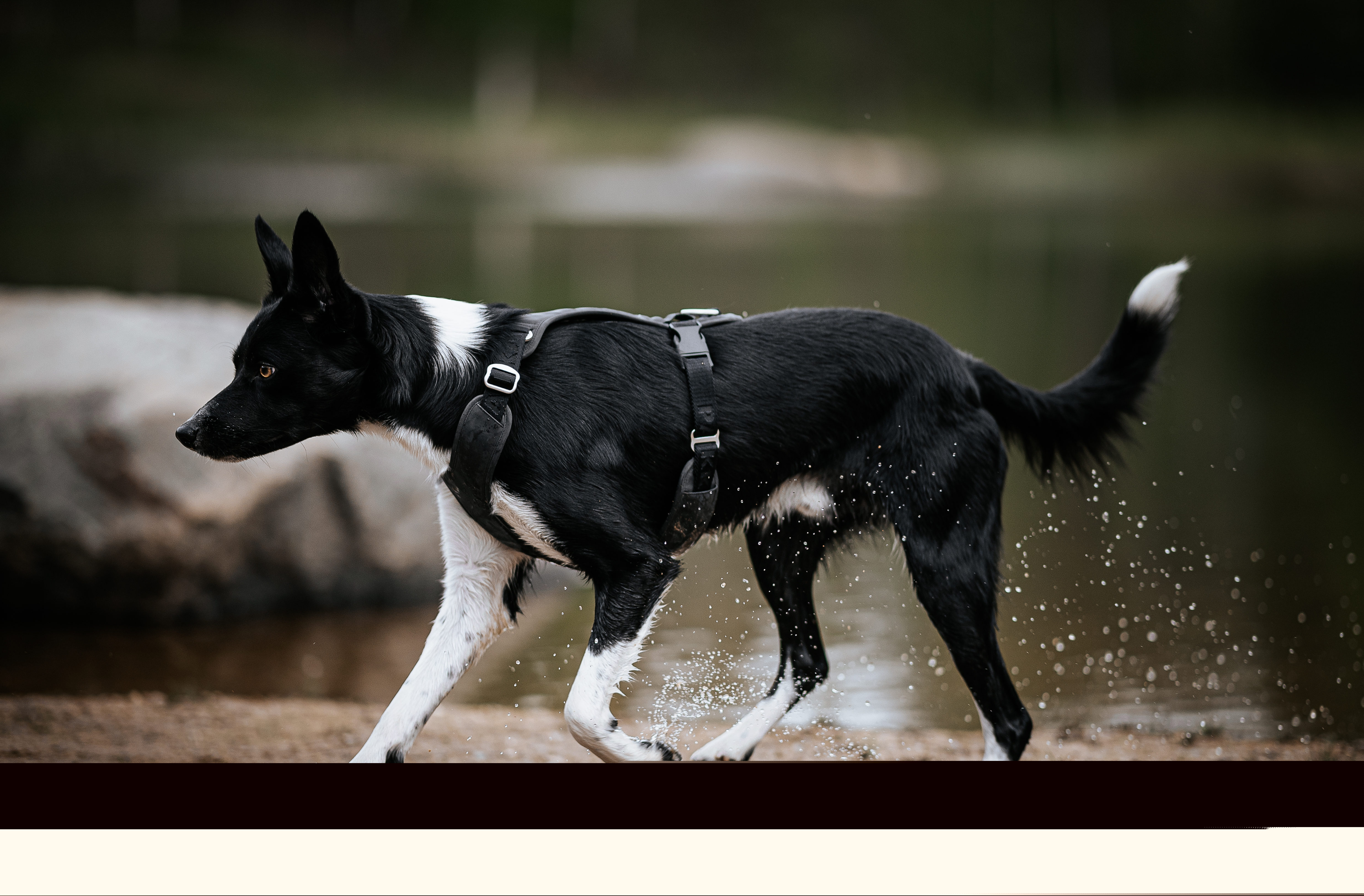 Paikka Hundegeschirre Paikka Visibility Harness dark M