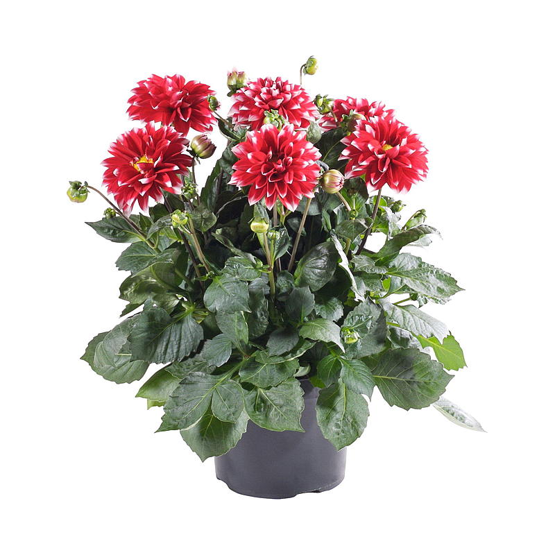 Sommergeorgine P19 Dahlia, mix