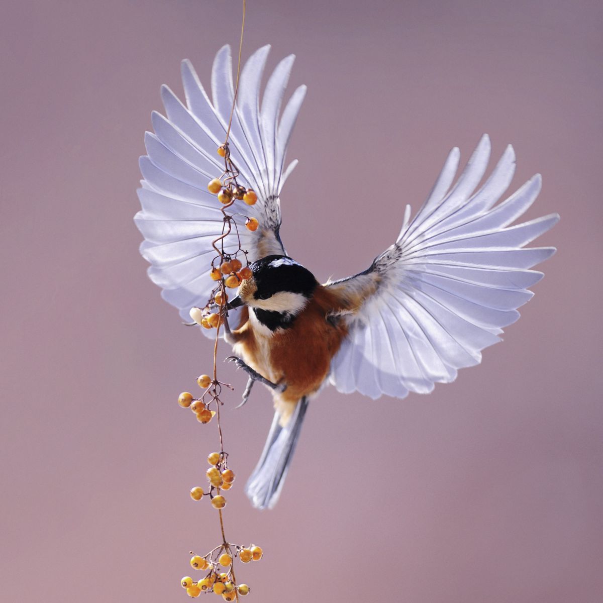 Trendhopper Bild Bright Wings 74 x 74 cm