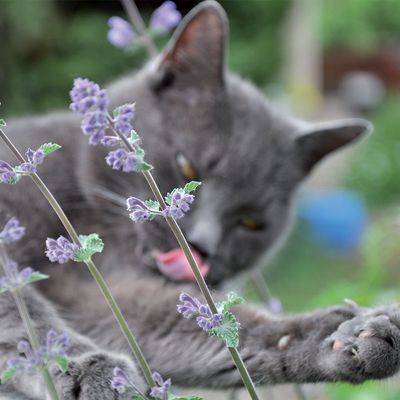 Aumüller Katzenspielkissen Leo Löwe