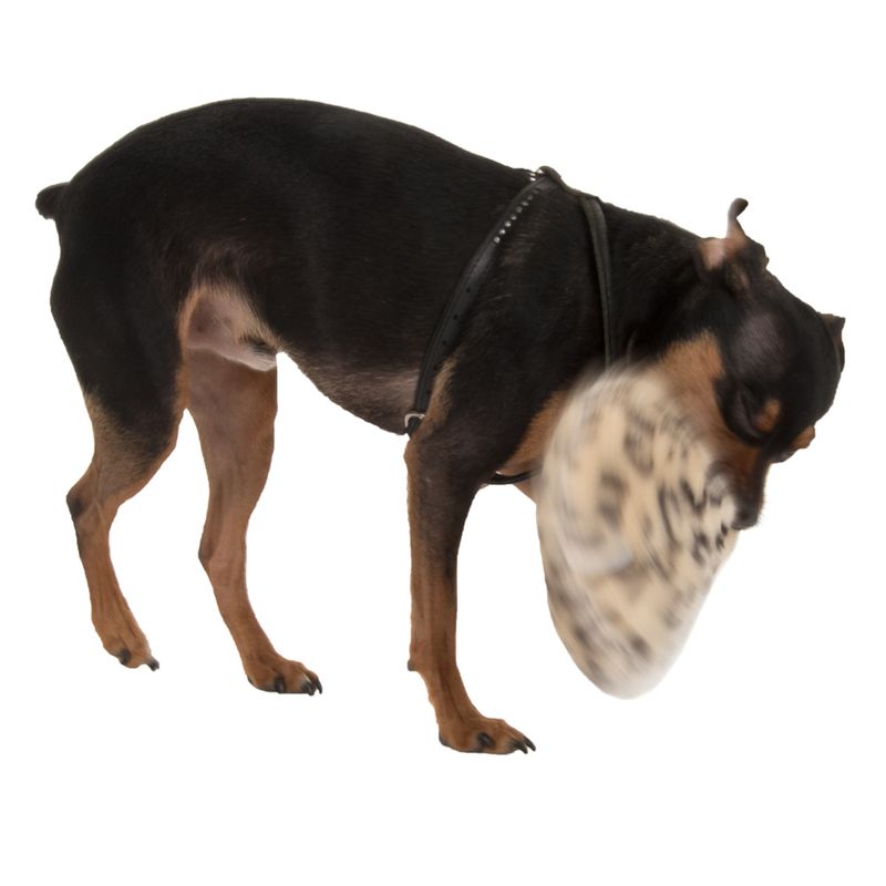 Hundespielzeug Dotti aus Plüsch zu TOP-Preisen % bei bitiba.de
