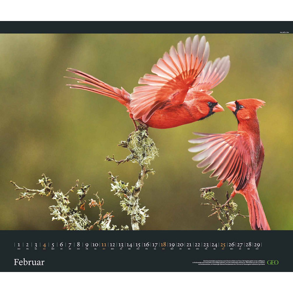 GEO EDITION: TIERWELTEN 2024 - WAND-KALENDER - TIER-KALENDER - Kalender